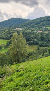 Bulutlu gökyüzünün altındaki ağaçlarla çevrili yeşil bir ormanın dikey görüntüsü.