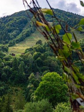 Yeşillik ve ağaçlarla çevrili yeşil bir ormanın dikey görüntüsü.