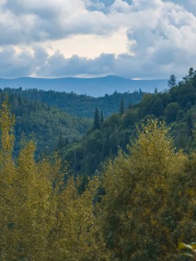 Ağaçlar ve yapraklarla dolu güzel bir sonbahar ormanı