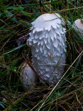 Bir grup beyaz mantarı kapatın.