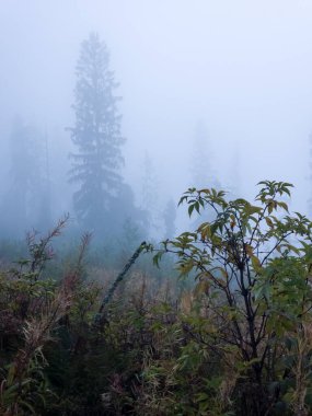 Ormanda sisli bir sabah