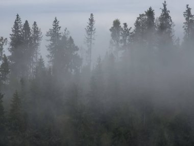 Dağlarda sisli bir sabah
