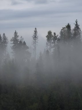 Dağlardaki sisli orman