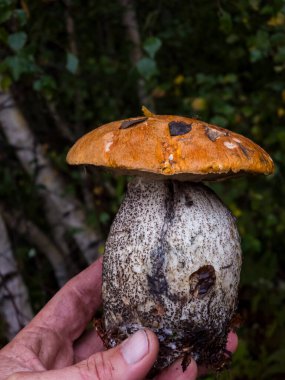 Mantar şapkalı bir adam ormanda elinde mantar tutuyor. Mantar sonbaharda ormanda bir mantardır. mantar