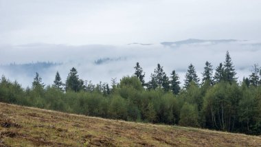 Karpatların dağlarında sisli bir sabah