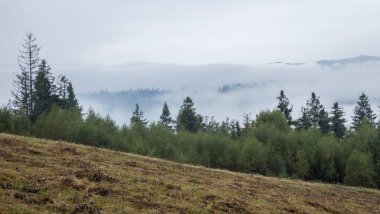 Ormanın arka planındaki dağlarda sis