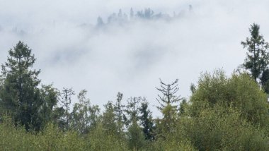 Ormanda sisli bir sabah