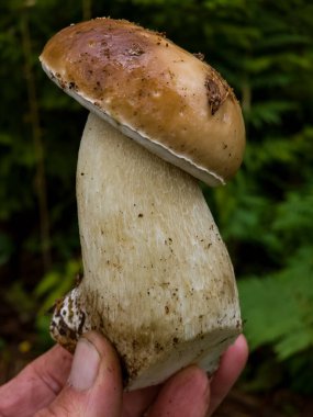 Boletus mantarı ormanda.
