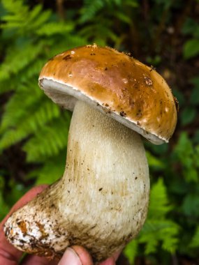 Beyaz arka planda boletus edulis mantarı, yakın plan, seçici odaklanma