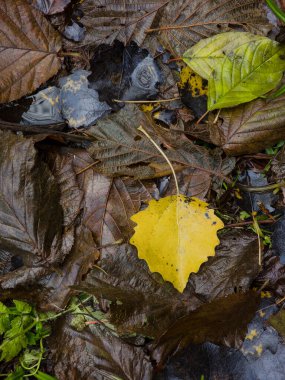 Sonbahar yaprakları yerde. Sonbahar ormanlarında sonbahar yaprakları.