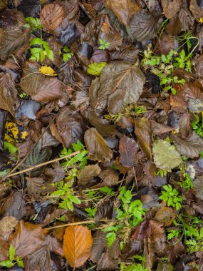 Bir sürü düşen sonbahar yaprakları.