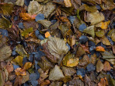 Sonbahar yapraklarının arka planında farklı renkte yapraklar ve meyveler