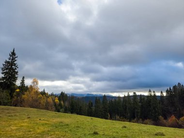 Karpat Dağları. Ormandaki doğa manzarası. Sonbahar. bulutlu hava.