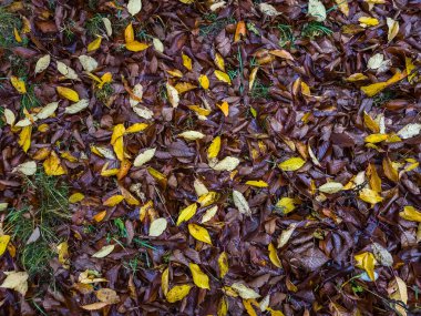 Sarı ve yeşil yapraklar sonbaharda asfaltta yatar..