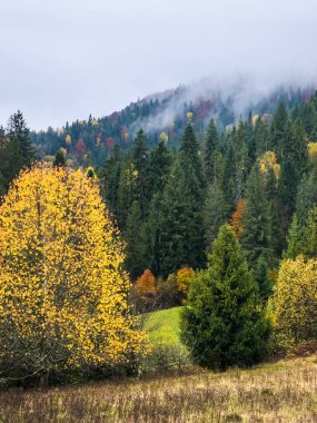 Renkli yaprakları olan sonbahar ormanı