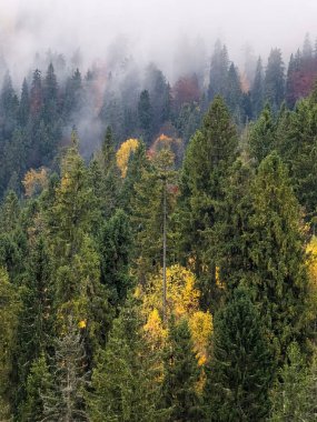 Karpatlar 'daki renkli sonbahar ormanı