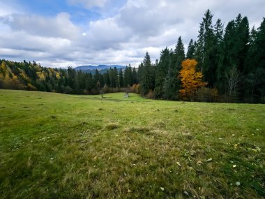 Sonbahar ormanlarının güzel manzarası
