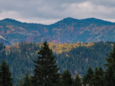 Dağlarda sarı yaprakları olan renkli sonbahar ağaçları