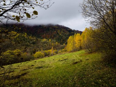Ormanda sonbahar manzarası