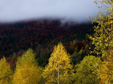 Ağaçlar ve yapraklarla dolu güzel bir sonbahar ormanı