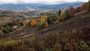 Renkli ağaçlar ile güzel sonbahar orman