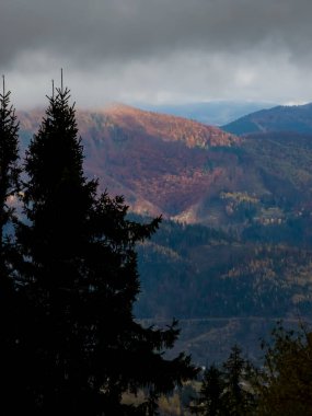 Renkli yaprakları olan sonbahar ormanı