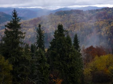 Karpat dağlarındaki güzel dağ ormanları