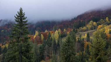 Karpatlar 'da sonbahar dağ manzarası
