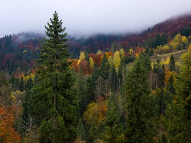 Bir dağ ormanında sonbahar
