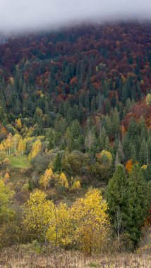 Karpat dağlarında sonbahar, Ukrayna.