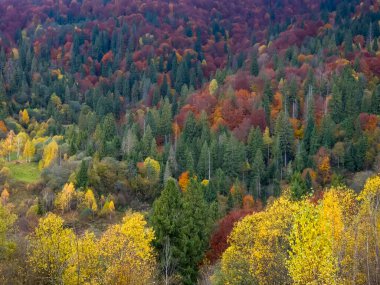 dağda sonbahar renkleri