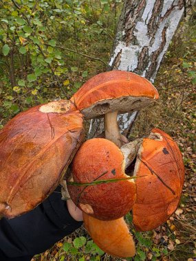 Ormandaki mantarlar.