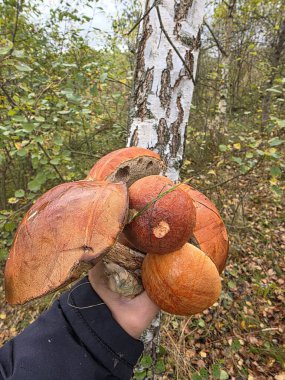 Bir adam elinde büyük bir mantar tutuyor.