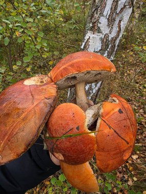 Sonbahar ormanında mantar tutan eller