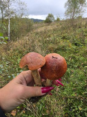 Sonbaharda ormanda mantar. Ormanda mantar mantarı