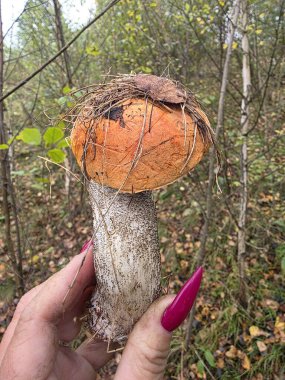 Ormanın elinde mantar