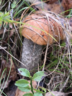 Ormanda mantar. Ormanda mantar. Ormanda mantar. Ormanda mantar.