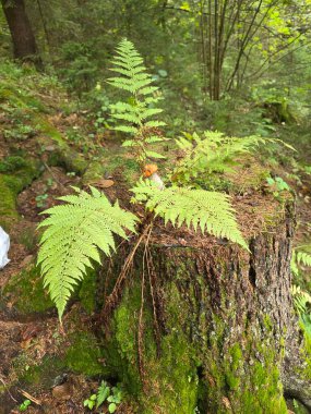 Doğanın güzel manzarası