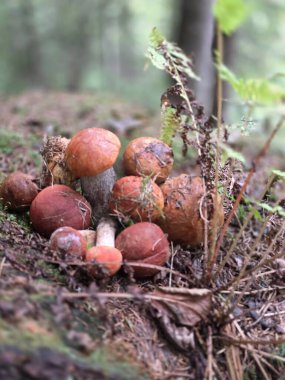 orman içinde büyüyen mantar