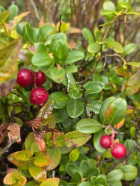 Yakın plan - çiçek açan güzel ağacın görüntüsü