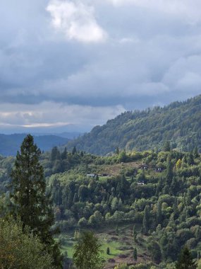 Ormanın güzel manzarası
