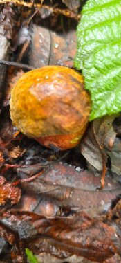 Ağaçtaki salyangoz