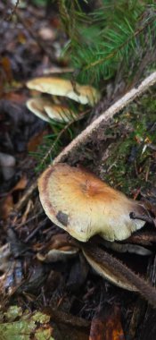 Ormanda büyüyen mantar