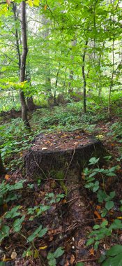 Ormandaki tahta bir bankın dikey görüntüsü.