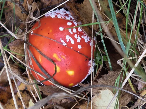 Ormanda kırmızı mantar