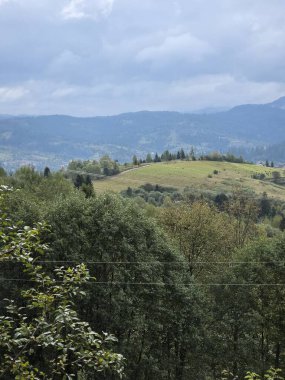 Ormanın güzel manzarası