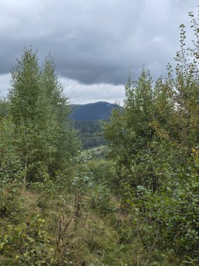 kasvetli bulutlu gökyüzünün altında yeşil ağaçların ve bitkilerin olduğu bir ormanın dikey görüntüsü.
