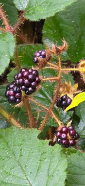 Bahçede kuşüzümü