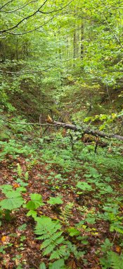 Dağlarda yeşil yaprakları olan güzel bir orman manzarası