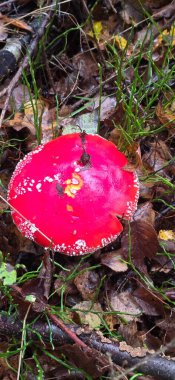 Ormanda kırmızı mantar